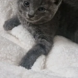 3 Grey Kittens, Well-Kept and Healthy