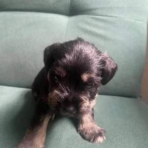 Pure breed mini Schnauzer - Image 2