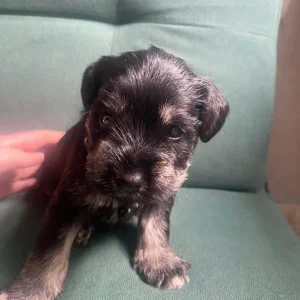 Pure breed mini Schnauzer - Image 3
