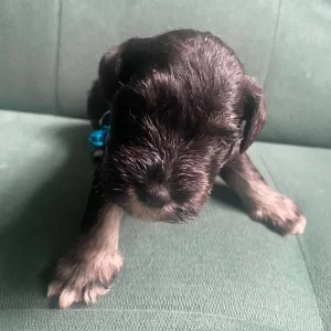 Pure breed mini Schnauzer - Image 4