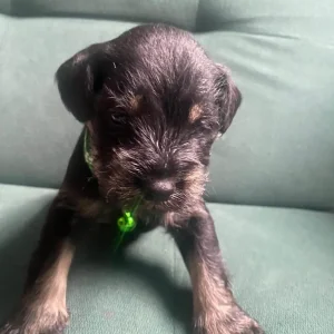 Pure breed mini Schnauzer