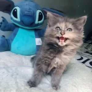 KITTEN FROM RAGDOLL MOTHER - Image 2