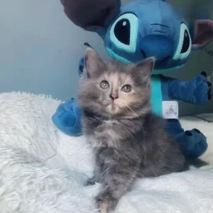 KITTEN FROM RAGDOLL MOTHER - Image 3