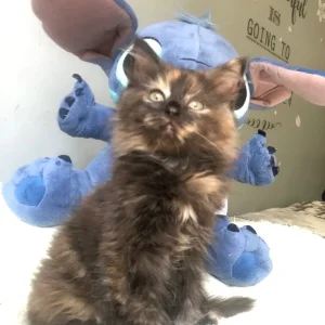 KITTEN FROM RAGDOLL MOTHER - Image 4