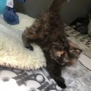 KITTEN FROM RAGDOLL MOTHER - Image 5