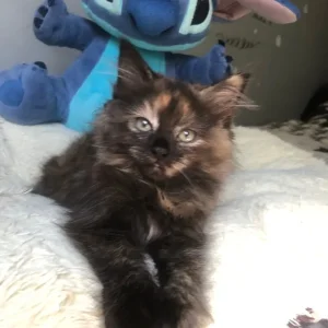 KITTEN FROM RAGDOLL MOTHER - Image 6