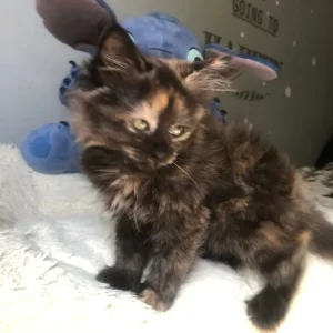 KITTEN FROM RAGDOLL MOTHER - Image 7