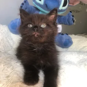 KITTEN FROM RAGDOLL MOTHER - Image 8