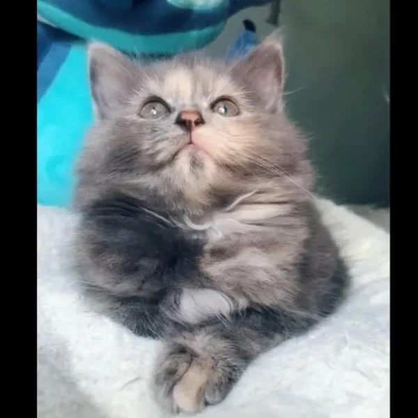 KITTEN FROM RAGDOLL MOTHER