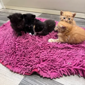 Five beautiful kittens - Image 2