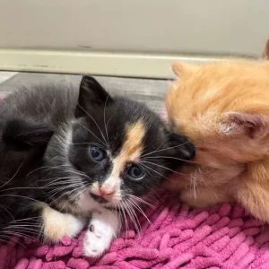 Five beautiful kittens - Image 3