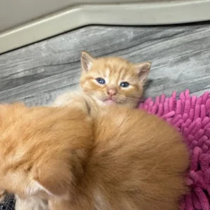 Five beautiful kittens - Image 4