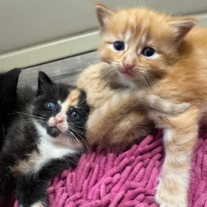 Five beautiful kittens - Image 5