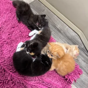 Five beautiful kittens - Image 6