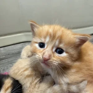 Five beautiful kittens - Image 7