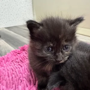 Five beautiful kittens - Image 8