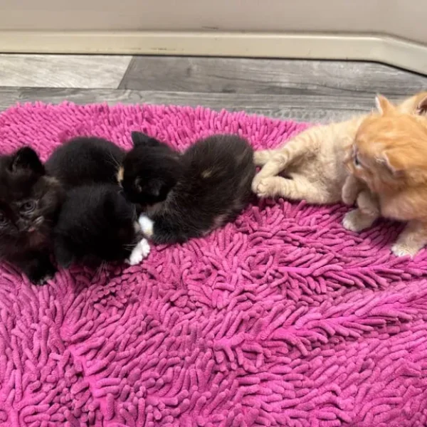 Five beautiful kittens