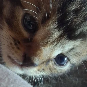Bengal Kittens - Image 2