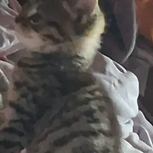 Bengal Kittens - Image 3