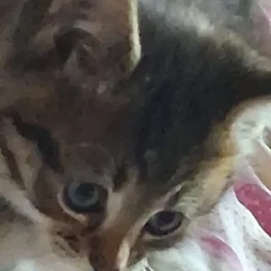 Bengal Kittens - Image 4