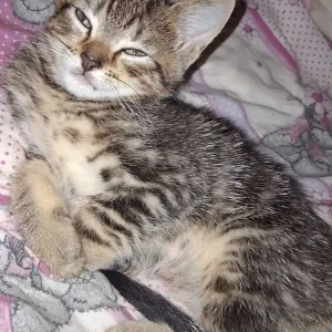 Bengal Kittens - Image 5