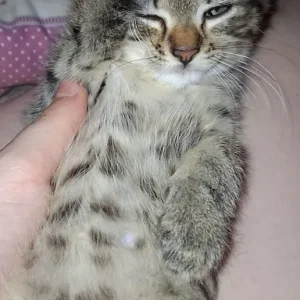 Bengal Kittens - Image 6