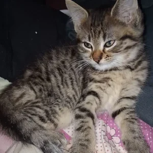 Bengal Kittens - Image 7