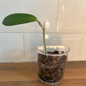 Hoya Meliflua Plant Cutting - Image 2