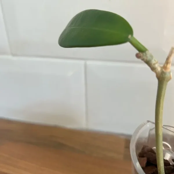 Hoya Meliflua Plant Cutting