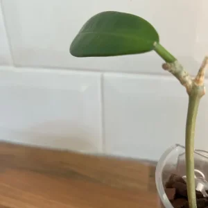 Hoya Meliflua Plant Cutting