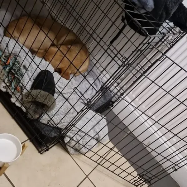 Dog crate