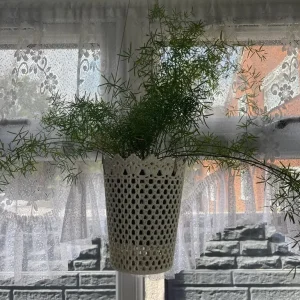 Hanging plant