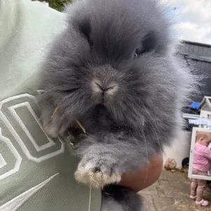 Baby lion head bunnies - Image 2