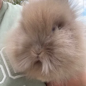 Baby lion head bunnies - Image 3