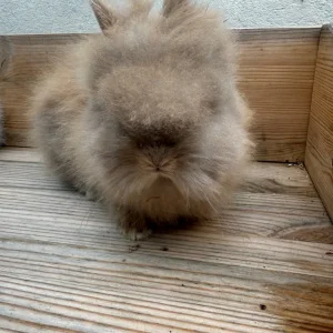 Baby lion head bunnies - Image 4