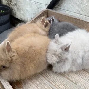 Baby lion head bunnies