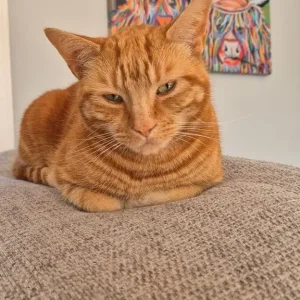 4yo male cat - Image 2