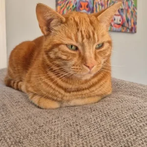 4yo male cat