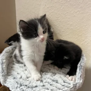 Kitties ready to leave new family - Image 3