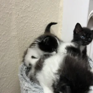 Kitties ready to leave new family - Image 4