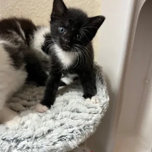 Kitties ready to leave new family - Image 5