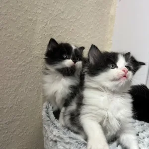 Kitties ready to leave new family - Image 6