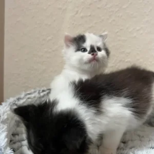 Kitties ready to leave new family - Image 7