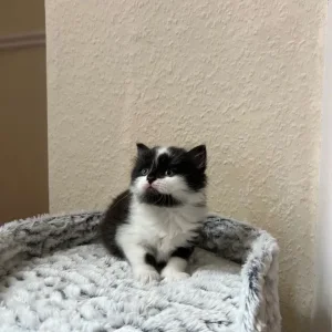 Kitties ready to leave new family