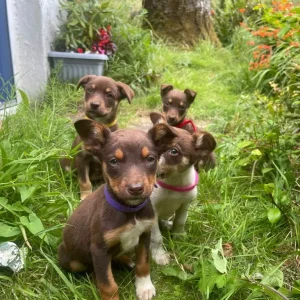 Australian Kelpie Puppies - Image 2