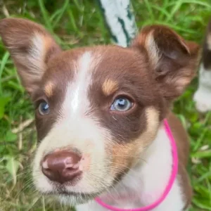 Australian Kelpie Puppies - Image 3