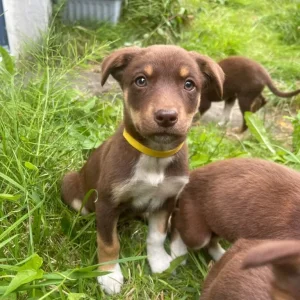 Australian Kelpie Puppies - Image 5