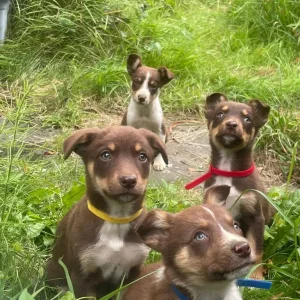 Australian Kelpie Puppies - Image 6