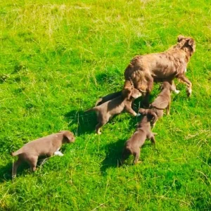 Australian Kelpie Puppies - Image 7