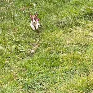 Australian Kelpie Puppies - Image 8